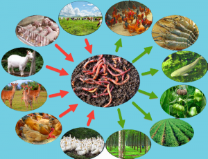giun đất trong chăn nuôi và trồng cây