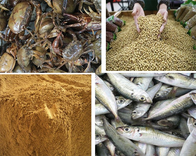 Thức ăn chứa nhiều đạm: cua, cá, bột cá, đỗ tương