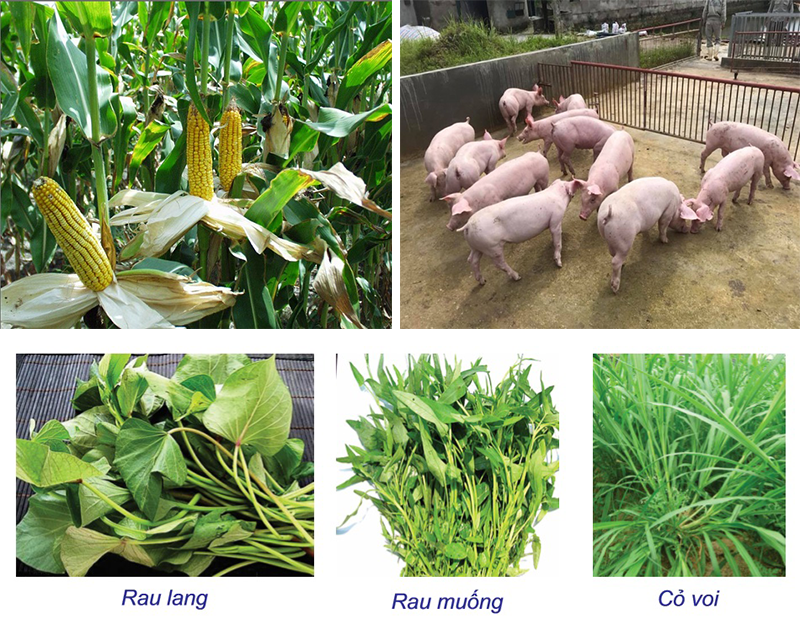 Thức ăn chưa vitamin cho lợn thịt