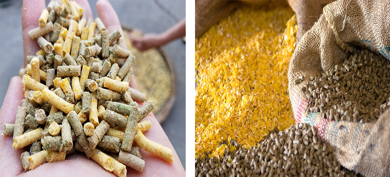 Cám viên cho lợn