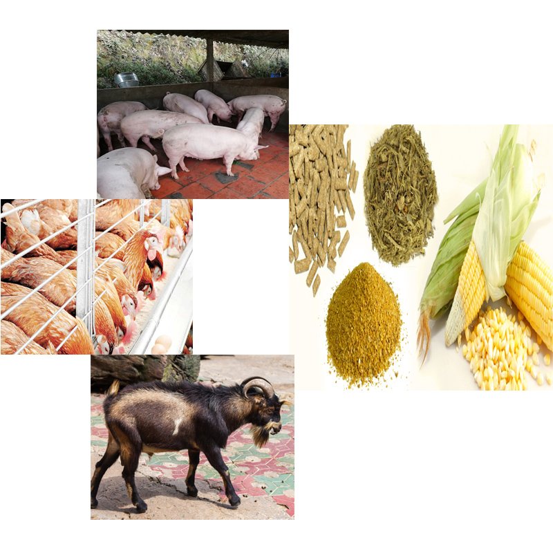 Thức ăn chăn nuôi gia súc gia cầm
