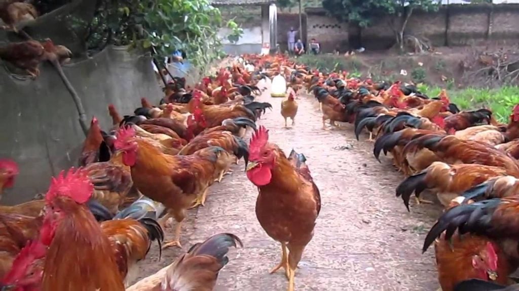 mô hình chăn nuôi gà thả vườn