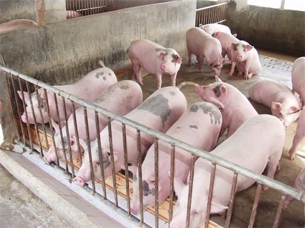 mô hình chăn nuôi heo sạch