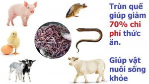 tac-dung-cua-giun-que-1