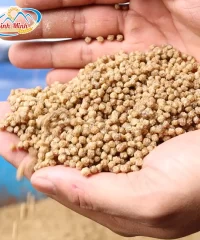 vien-cam-noi_result222