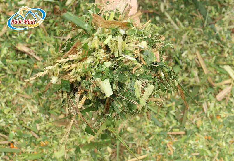 bam-co-voi_result222