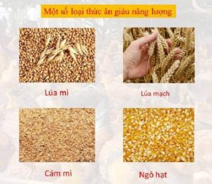 thuc-an-dinh-duong-cho-ga