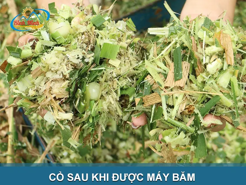 bam-co-cho-bo_result222