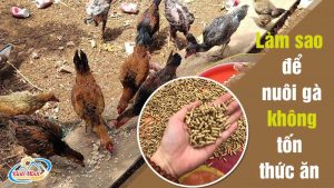 nuoi-ga-khong-ton-thuc-an