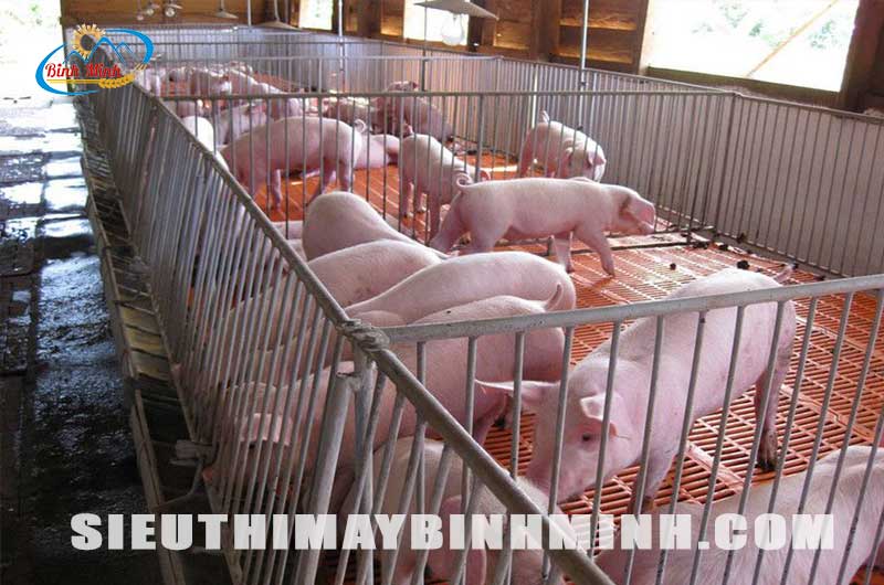 chuong-nuoi-heo