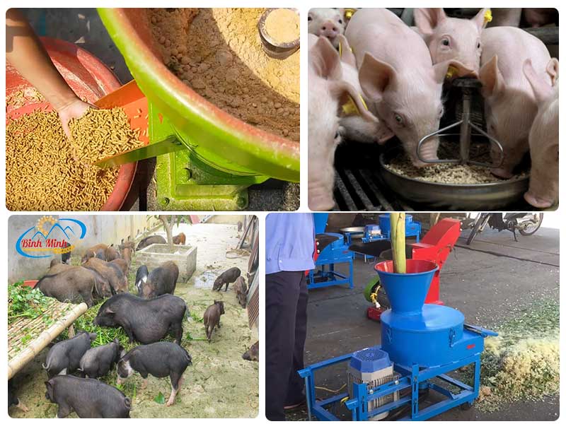 thuc-an-cho-lon-an-toan-sinh-hoc