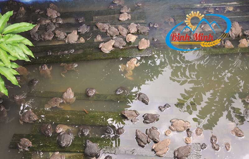 nuoi-ech-sao-cho-hieu-qua