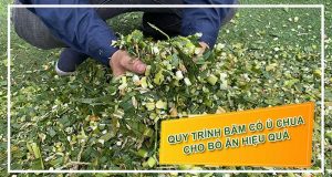 bam-co-u-chua-co-cho-bo