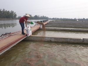 ao-ca-cho-an-dung-gio