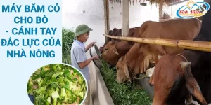 máy băm cỏ cho bò