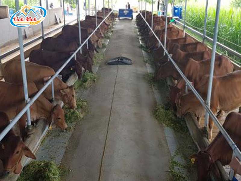 máy băm cỏ công suất lớn