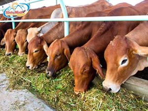 chăn nuôi hiệu quả nhờ máy băm cỏ voi đa năng