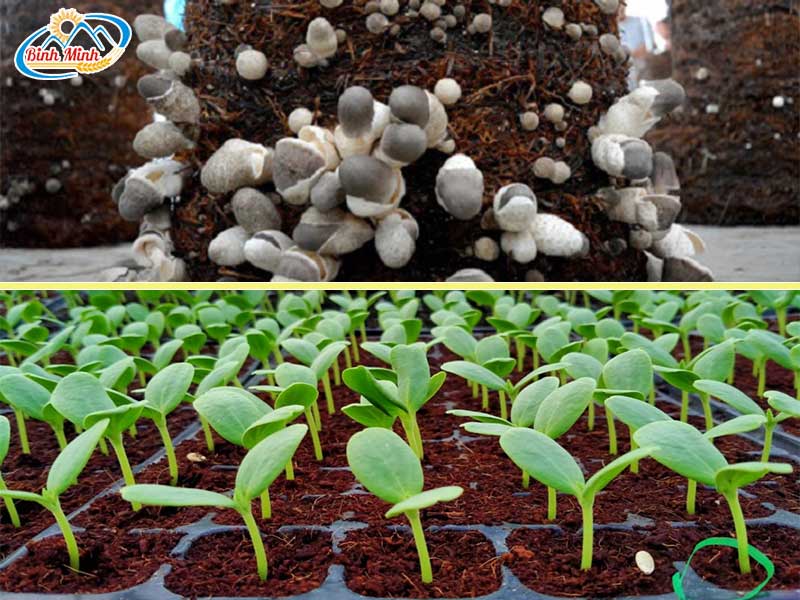 kiếm tiền từ phụ phẩm nông nghiệp