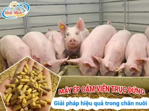 Giải pháp tận dụng nguyên liệu trong chăn nuôi