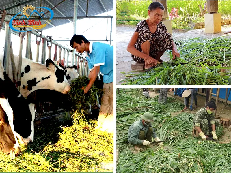 cat-co-cho-bo_result222