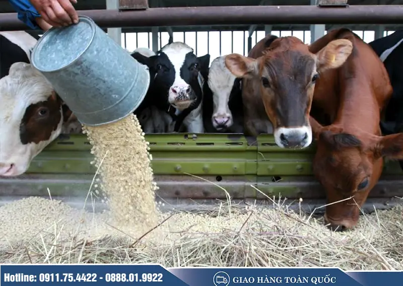 u-chua-co-cho-bo_result222