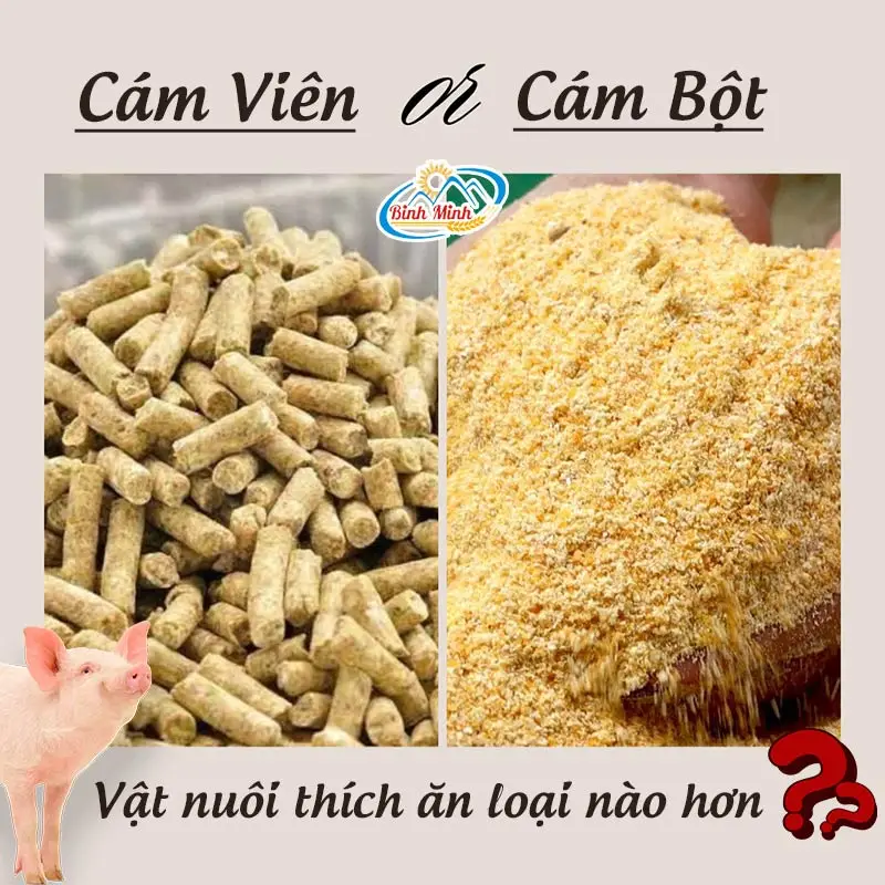 vat-nuoi-thich-an-cam-vien-hay-cam-bot