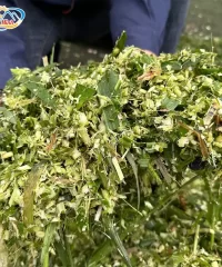 bam-co-cho-bo_result222