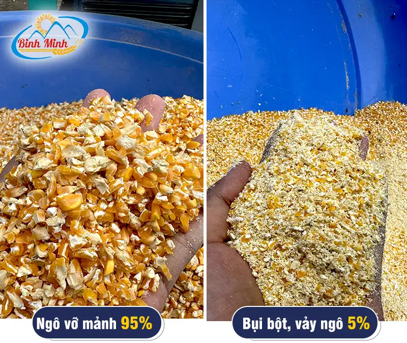 ngo-vo-manh-cho-ga_result222