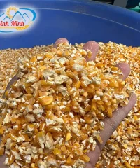 ngo-vo-manh_result222