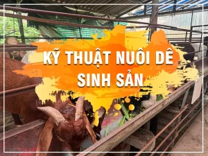 ky-thuat-nuoi-de-sinh-san-nhot-chuong_result