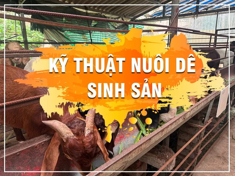 ky-thuat-nuoi-de-sinh-san-nhot-chuong_result