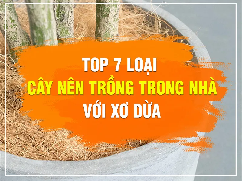cay-nen-trong-trong-nha_result