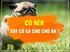 co-nen-xay-co-ga-cho-cho-an_result