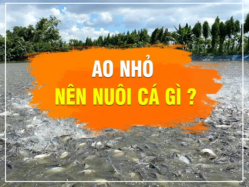 ao-nho-nen-nuoi-ca-g_result