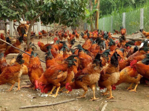 ga-sieu-trung-tha-vuon