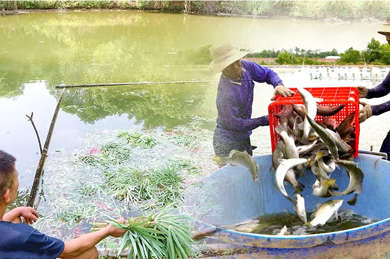 nuoi-ca-tram-co-bang-cay-chuoi_result