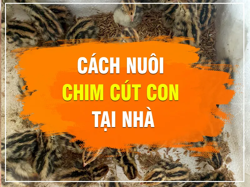 nuoi-chim-cut_result