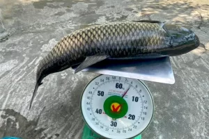 ca-tram-co-giong-gia-bao-nhieu_result