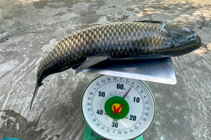 ca-tram-co-giong-gia-bao-nhieu_result