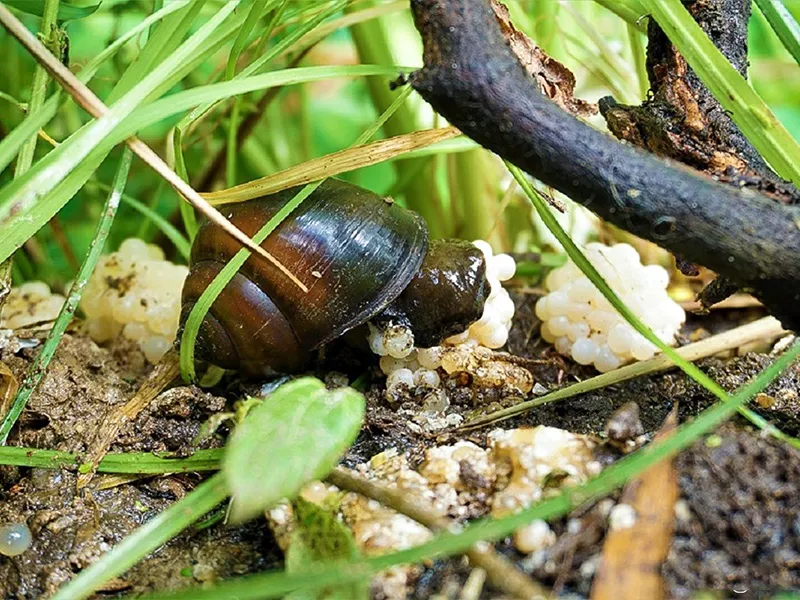 oc-buou-den-de-trung_result