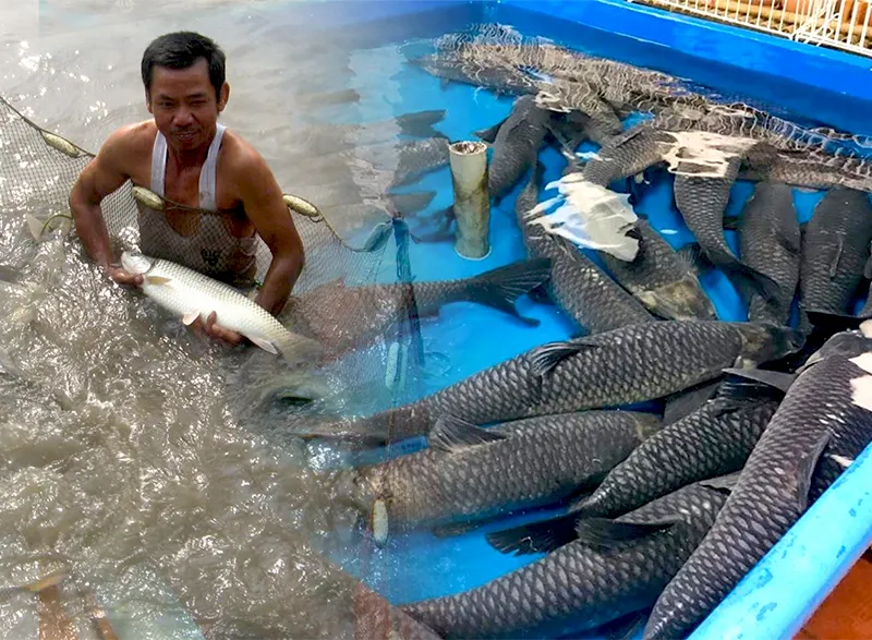 so-sanh-ca-tram-co-va-ca-tram-den_result