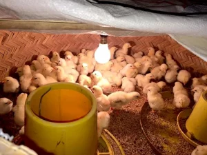 cach-nuoi-ga-con_result