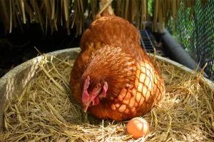 ga-sieu-trung-tha-vuon_result