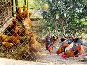 nuoi-ga-con-2-thang-tuoi-nhanh-lon_result