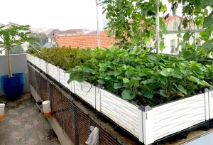 chuong-ga-tren-san-thuong_result