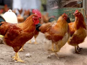 ga-tau-vang-chan-lun-k9_result