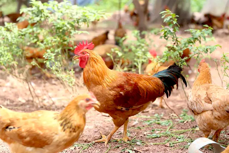 ga-tau-vang-gia-bao-nhieu_result