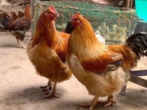 ga-tau-vang-k9-gia-bao-nhieu_result