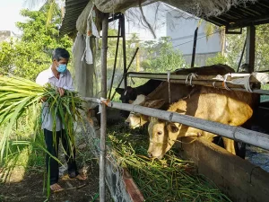 mo-hinh-chan-nuoi-bo-nhot-chuong_result