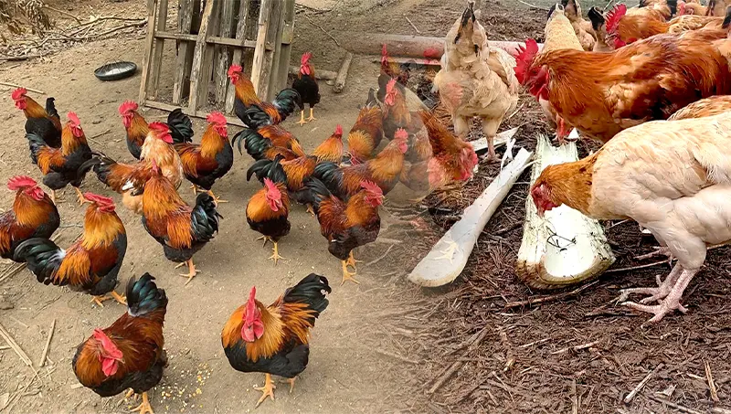 mo-hinh-nuoi-ga-kieu-moi_result